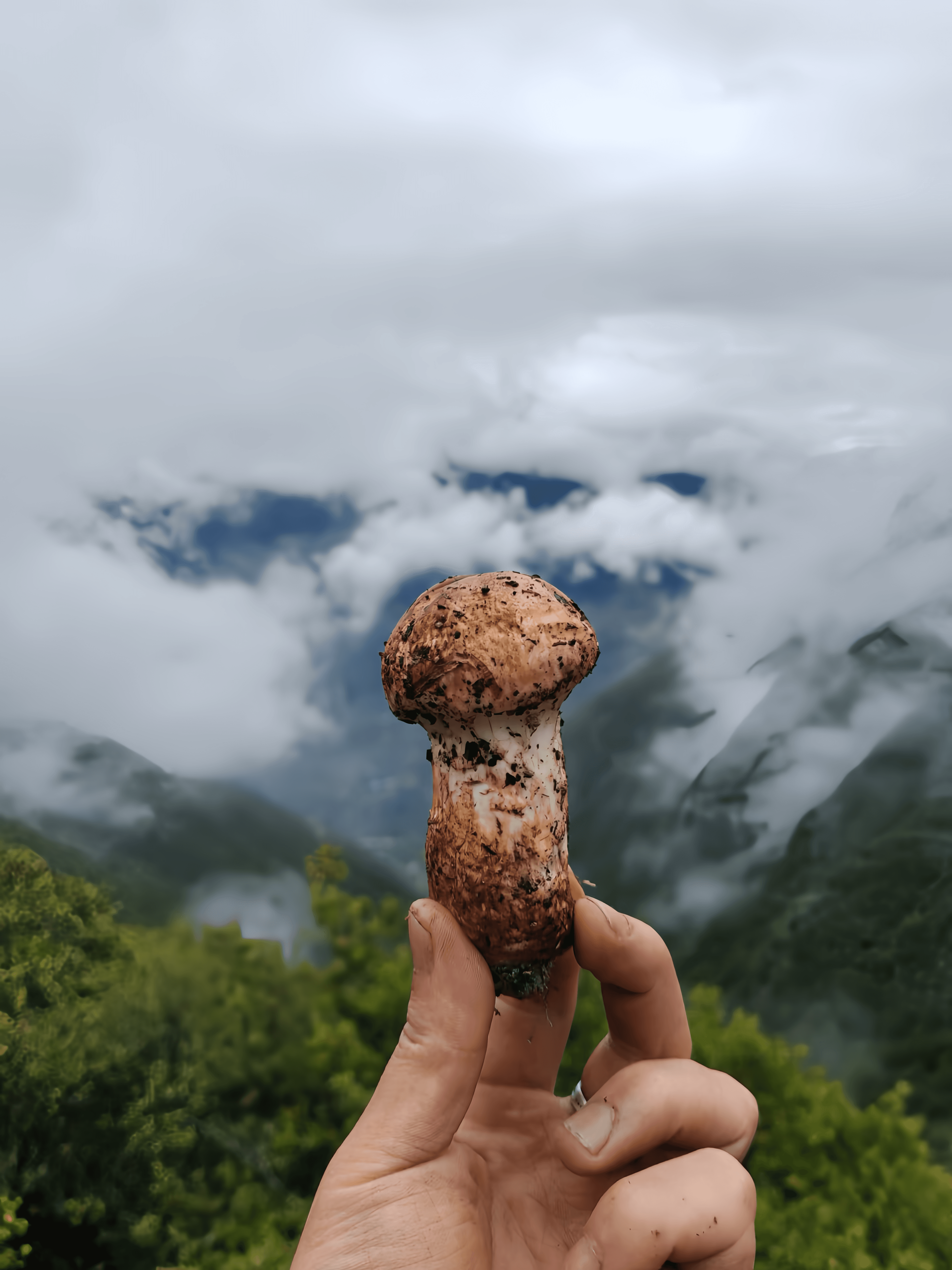 송이버섯 채취 현장